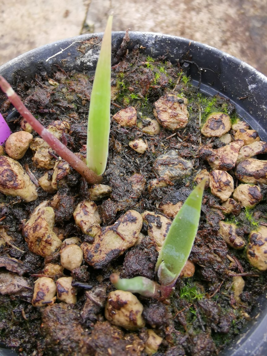 Effective microorganisms su agave Tequilana: progetto con ricercatori sudamericani per aumentare la qualità della&nbsp;tequila