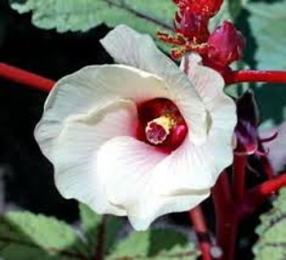 Uso alimentare di abelmoschus esculentus&nbsp;(Okra)