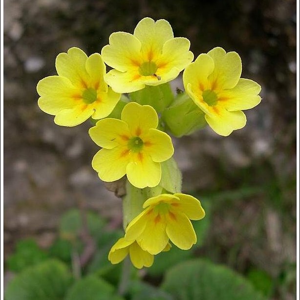 Uso di primula officinalis come pianta&nbsp;medicinale