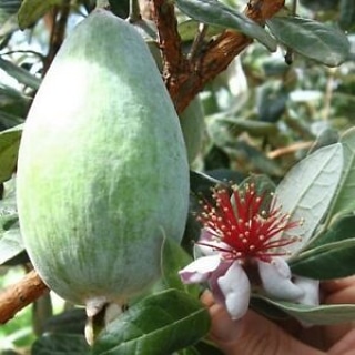 Piante alimentari insolite: acca sellowiana&nbsp;(Feijoa)