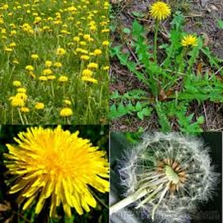 Uso medicinale di Taraxacum&nbsp;officinale