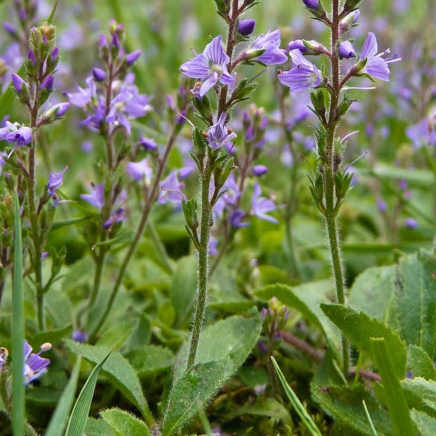 Utilizzo medicinale di Veronica&nbsp;officinalis