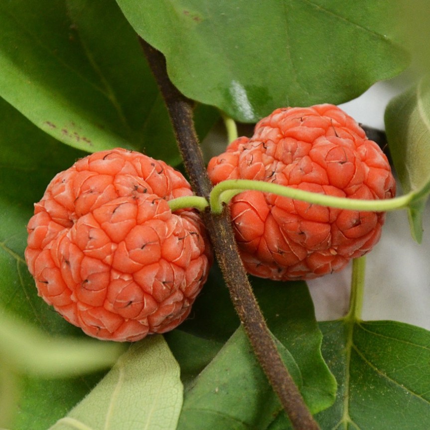 Piante alimentari insolite: Cudrania tricuspidata (gelso&nbsp;cinese)