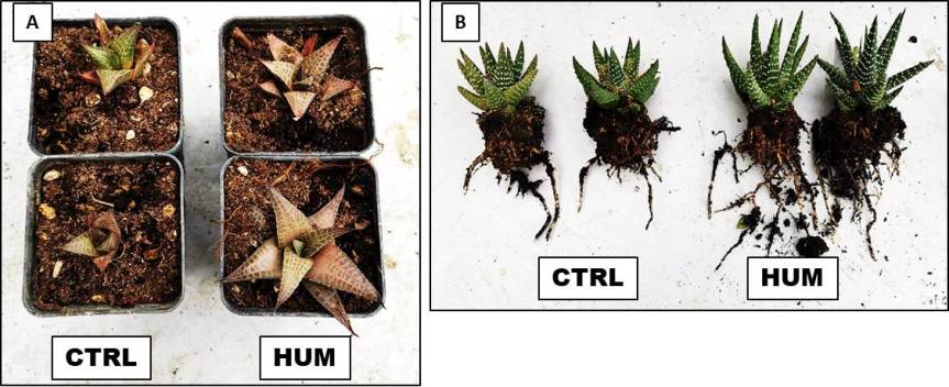 Article: “Qualitative and physiological effect of humic substances on Hawortia tessellata and Hawortia papillosa,”