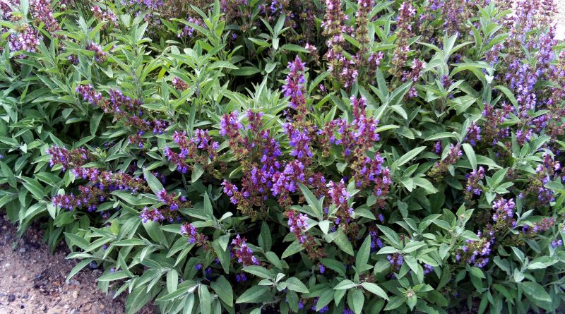 Uso medicinale di Salvia&nbsp;officinalis