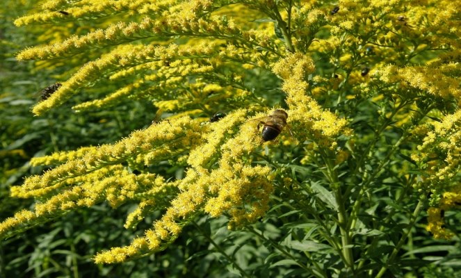 Utilizzo medicinale di solidago virgaurea (verga&nbsp;d’oro)