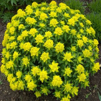 Ricerca (dr. Domenico Prisa): uso di compost arricchito di microrganismi per applicazioni verdi a effetto barriera in luoghi pubblici, anti covid-19, a risparmio idrico e per contrastare i cambiamenti climatici (succulente e&nbsp;cactus)