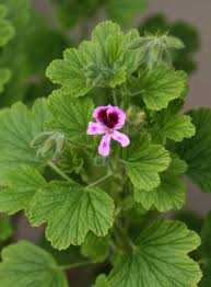 Uso medicinale e alimentare di Pelargonium odorarissimum “Geranio&nbsp;odoroso”