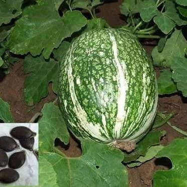 Piante alimentari insolite: Cucurbita ficifolia (zucca&nbsp;bianca)
