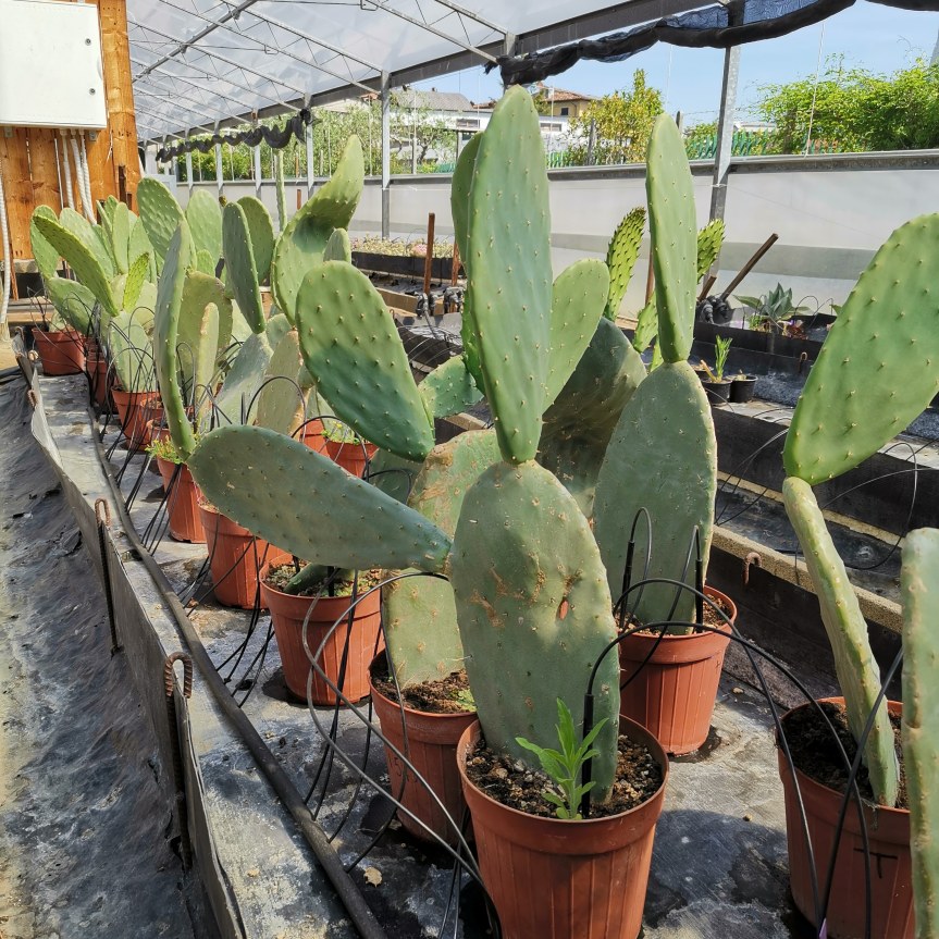 Comparazione fra zeolitite naturale e zeolitite sterilizzata su opuntia Ficus&nbsp;indica.