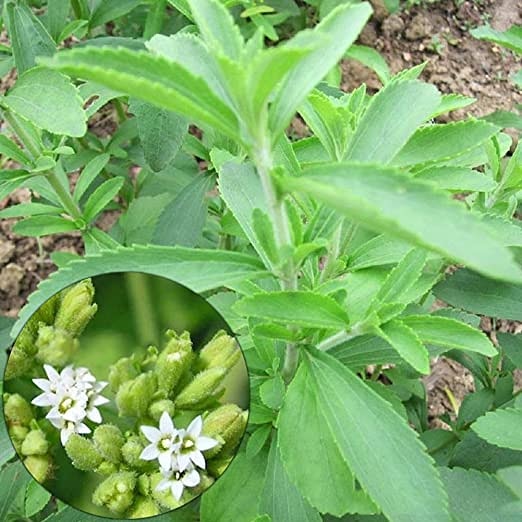 Utilizzo medicinale di Stevia&nbsp;rebaudiana