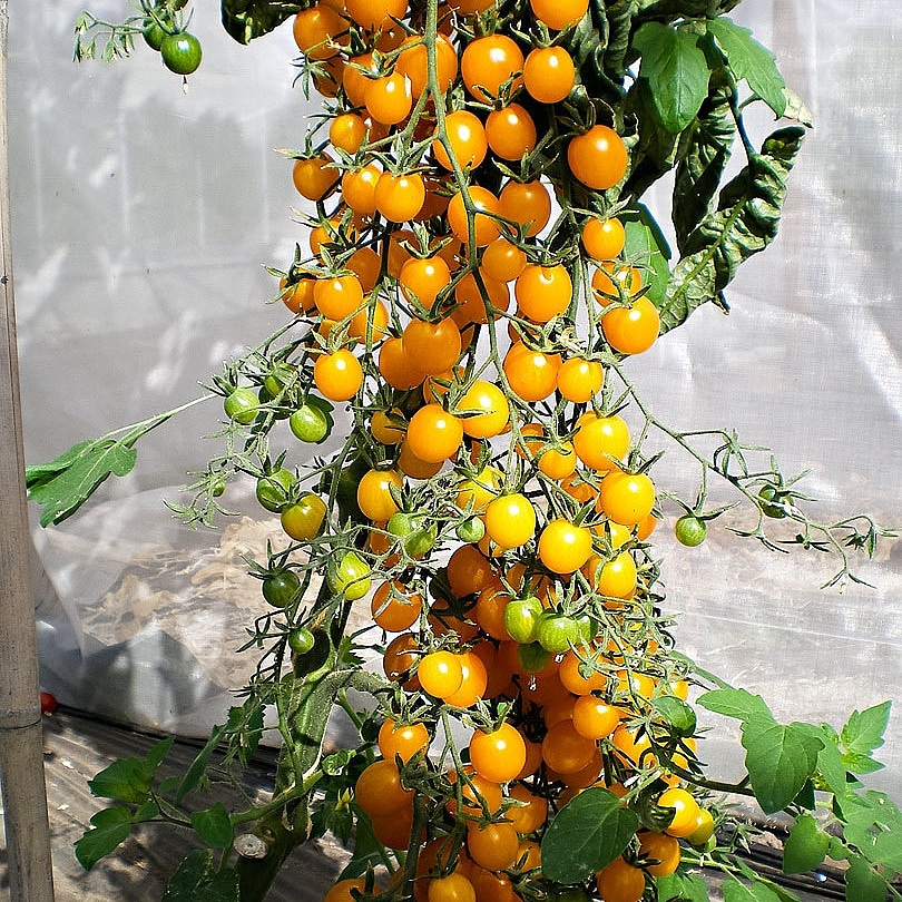 Piante alimentari insolite Solanum cheesmanie (pomodorino delle&nbsp;Galapagos)