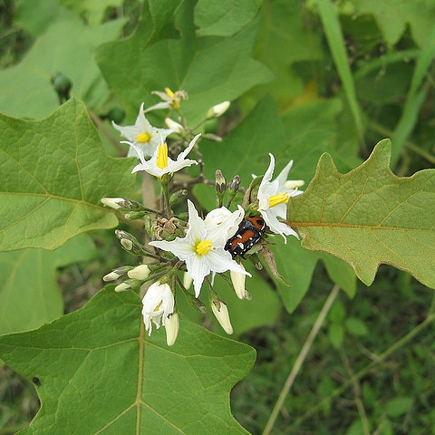 Piante alimentari insolite: Solanum torvum (fico del&nbsp;diavolo)