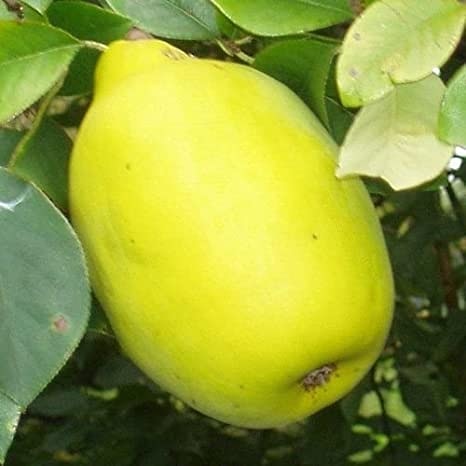 Piante alimentari insolite Pseudocydonia sinensis (Cotogno&nbsp;cinese)