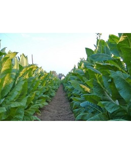 Piante medicinali insolite: Nicotiana tabacum (Tabacco della&nbsp;Virginia)