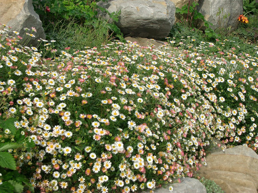 Un genere che amo particolarmente: Erigeron