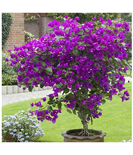 Storia e coltivazione di&nbsp;Bougainvillea