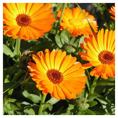 I fiori edibili. Quali&nbsp;sono?