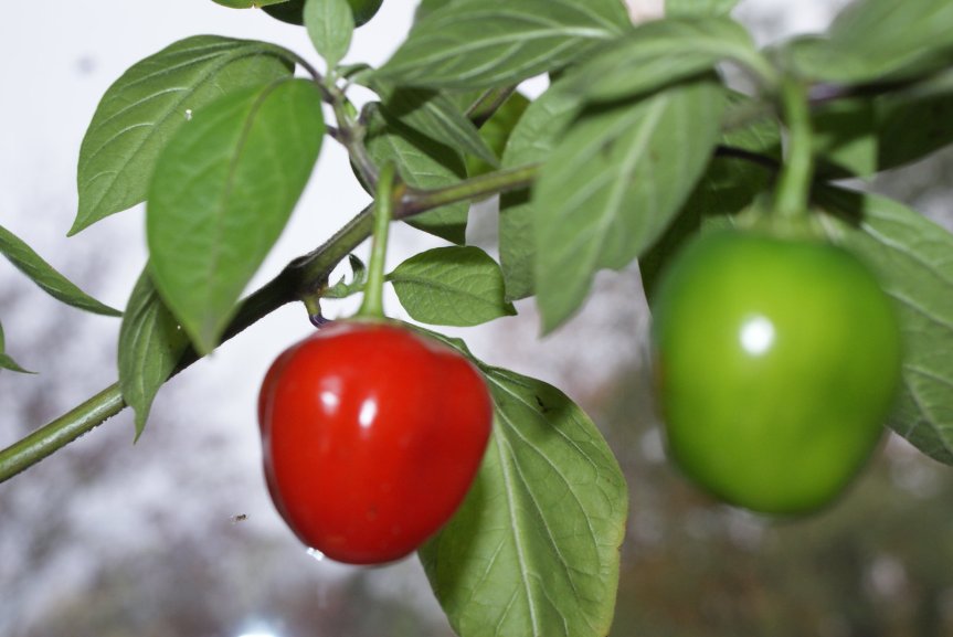 La coltivazione per uso alimentare di Capsicum pubescens&nbsp;(Rocoto)