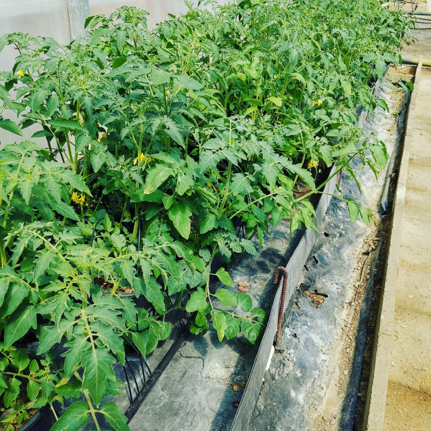 Ricerca: Effetti di zeolitite caricata a microrganismi su&nbsp;pomodoro