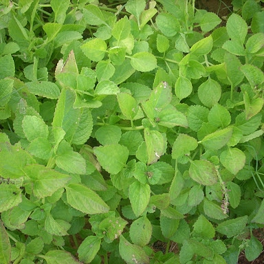 Uso alimentare di Plectranthus rotundifolius (patata&nbsp;nativa)
