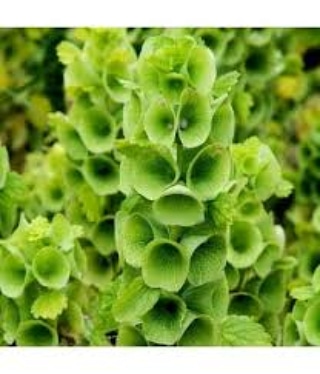 Uso medicinale di Molucella leavis (Campanella d’Irlanda)