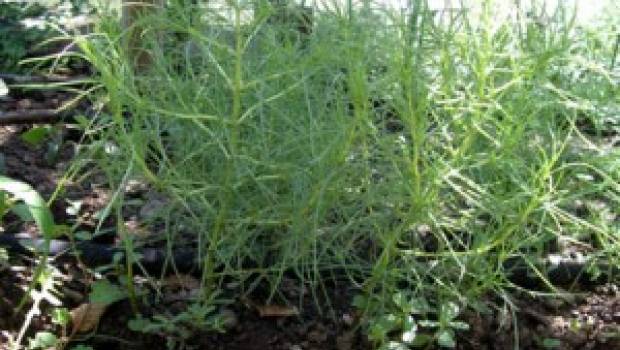 Uso medicinale della barba di frate (Salsola&nbsp;soda)