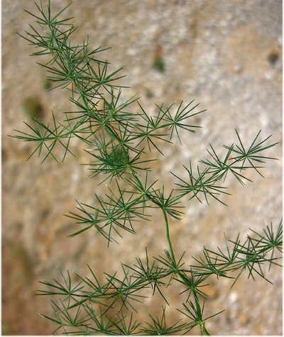 La Flora Del Parco: Asparago Selvatico (Asparagus Acutifolius - Foto 12