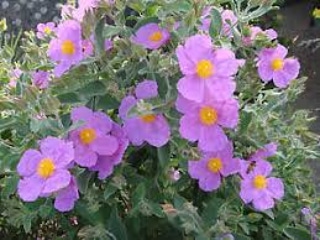 Uso industriale di Cistus&nbsp;albidus