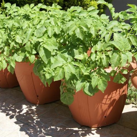 La coltivazione e uso della (Patata – Solanum tuberosum&nbsp;L.)