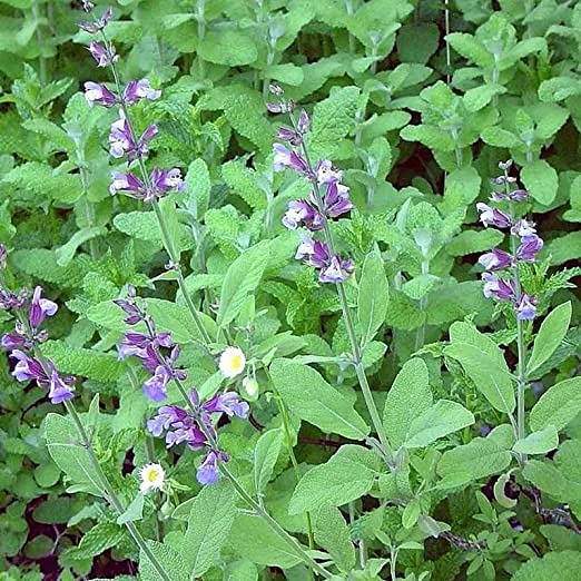 Coltivazione e uso di Salvia&nbsp;officinalis