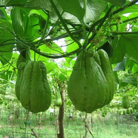 Utilizzo alimentare di sechium edule (zucca&nbsp;centenaria)