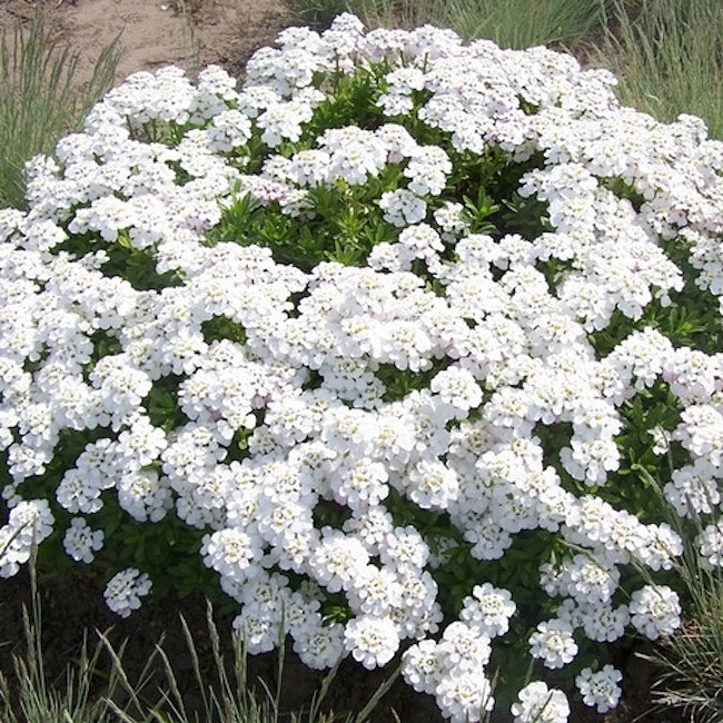 Piante Ornamentali che necessitano di poca&nbsp;acqua