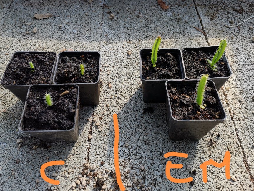 Effective microorganisms (Em) nella coltivazione di Hylocereus undatus (pitaya) cv extra dulce e&nbsp;Aeonium