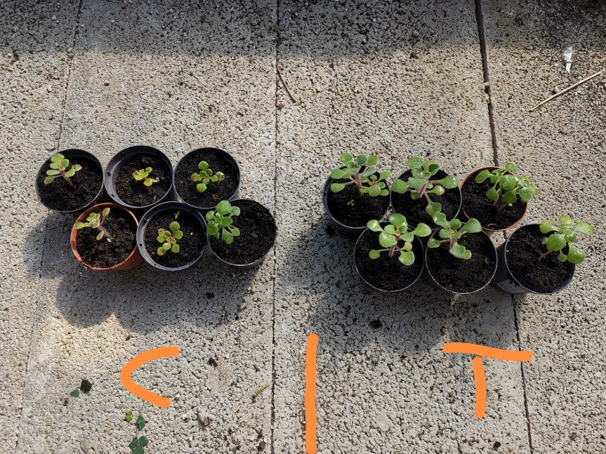 Trichoderma viride nella coltivazione di&nbsp;aichryson