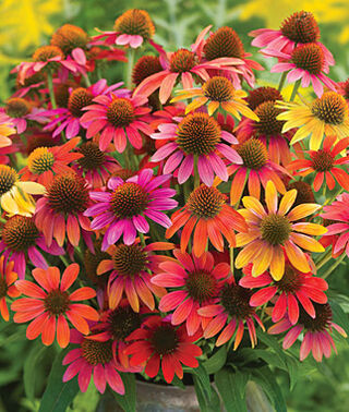 Uso medicinale di Echinacea&nbsp;purpurea