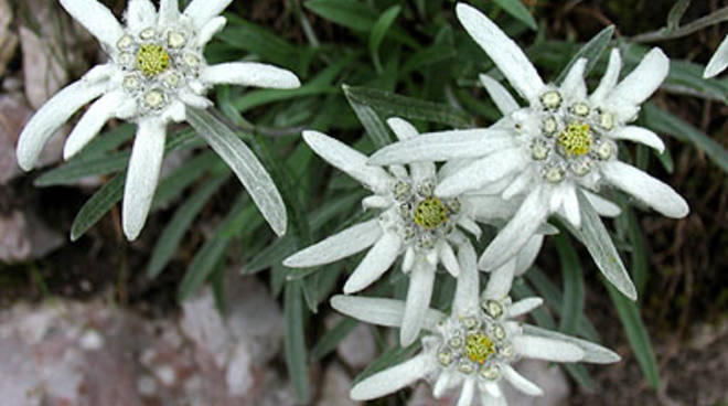 Piante ornamentali che necessitano di poca&nbsp;acqua