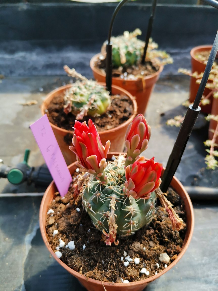 Gigaspora gigantea nella biostimolazione di gymnocalicium e&nbsp;chamaecereus