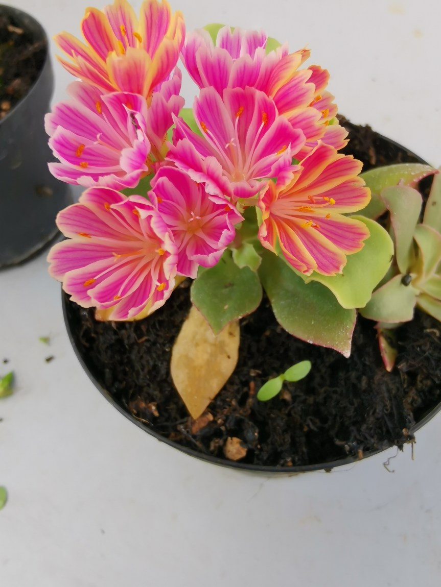 Induzione della fioritura su lewisia cotyledon in seguito a stress&nbsp;idrico