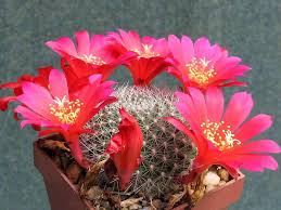 Cactus dai fiori ornamentali: Le&nbsp;rebutia