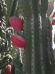 Cactus dai frutti edibili dal sapore di anguria: Stenocereus&nbsp;thurberi