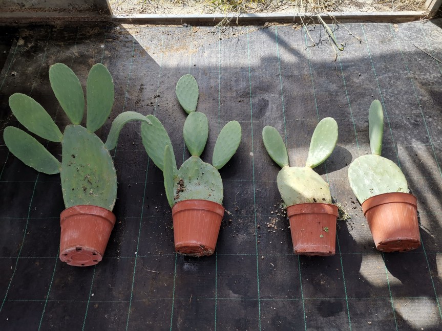 Comparazione tra zeolite naturale e zeolite sterilizzata su Opuntia&nbsp;ficus-indica