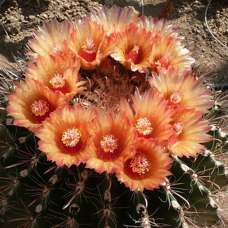 Cactus dai fiori edibili: Ferocactus&nbsp;histrix
