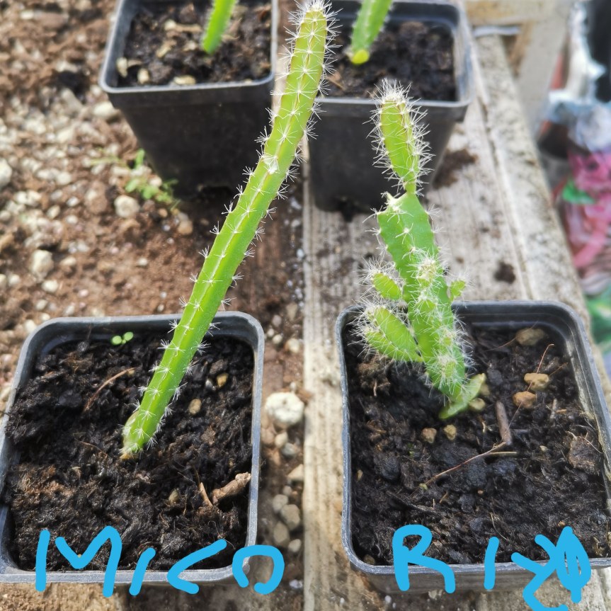 Microrganismi e Pitaya