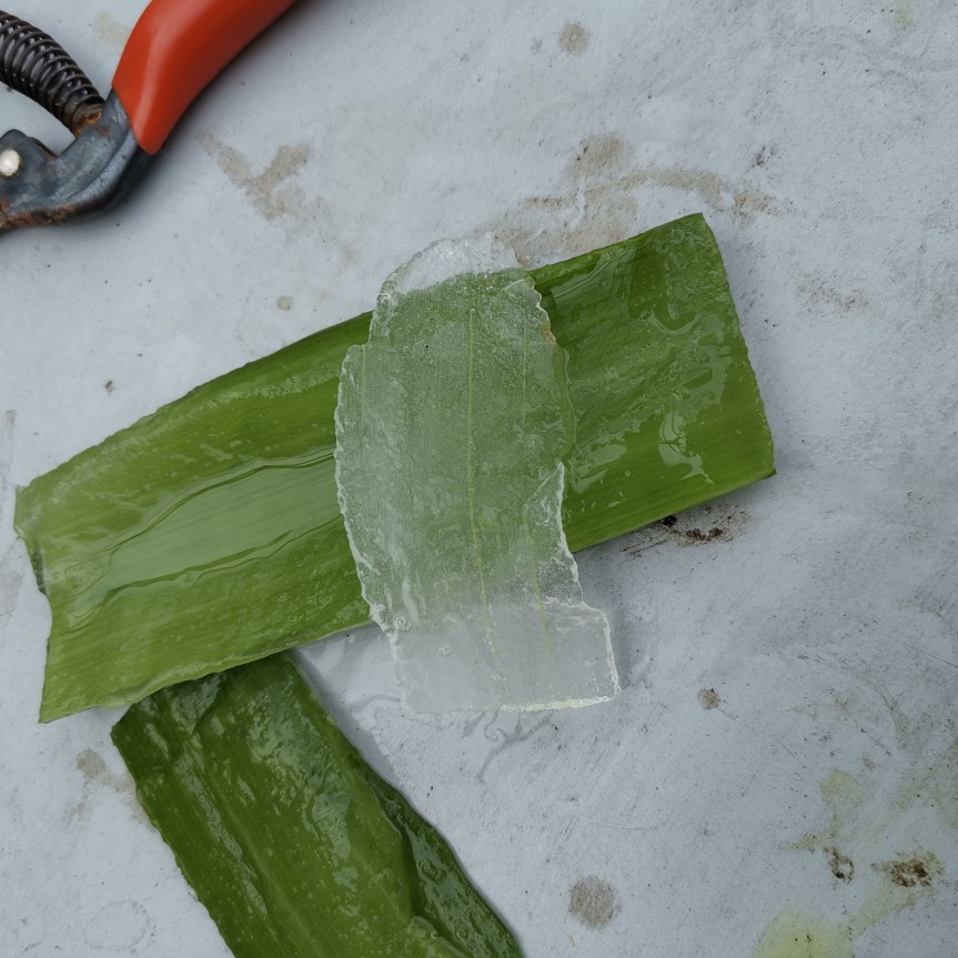 Come autoprodursi il gel di aloe&nbsp;vera
