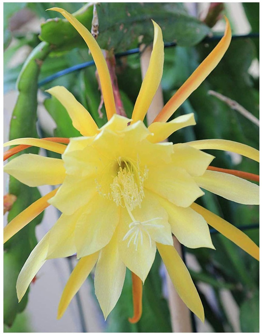 La coltivazione degli&nbsp;epiphyllum
