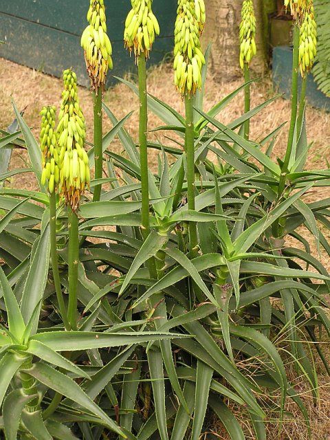 Piante per giardino mediterraneo resistenti alla siccità – Aloe&nbsp;striatula