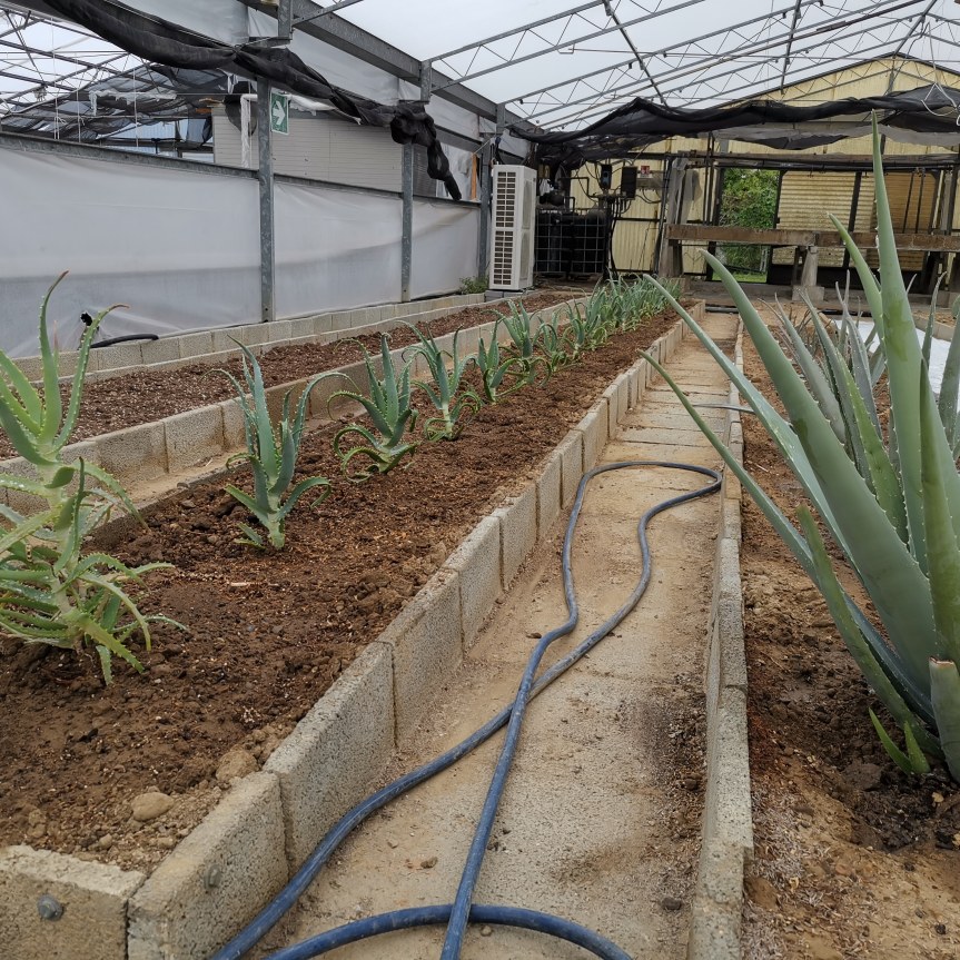 Aloe vera e arborescens con metodi&nbsp;sostenibili
