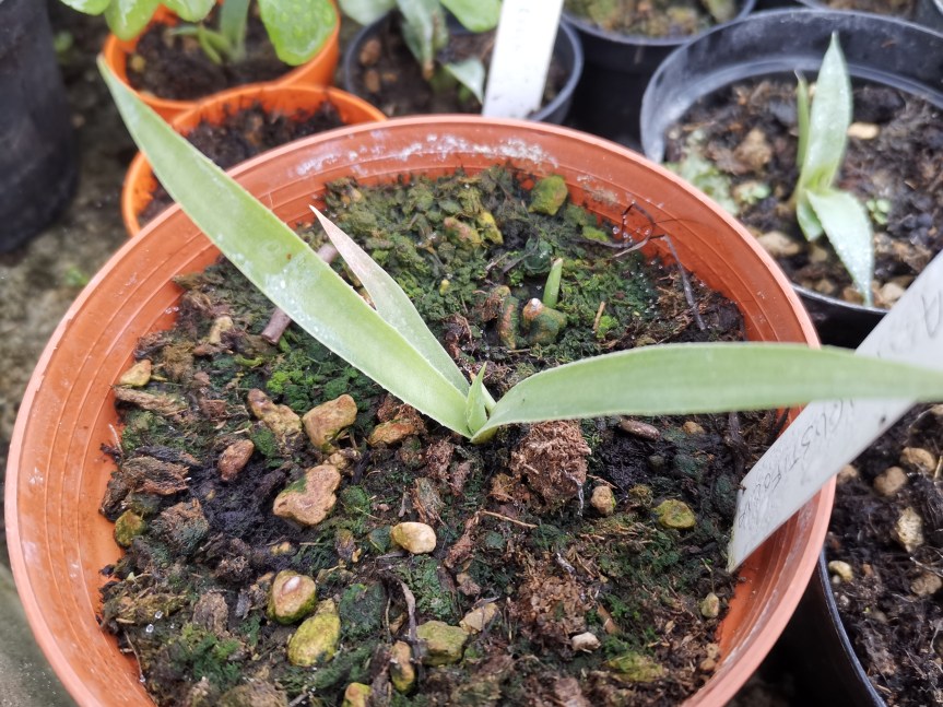 Effective microorganisms nella coltivazione di Agave Tequilana, Salmiana, Angustifolia e&nbsp;Sisalana