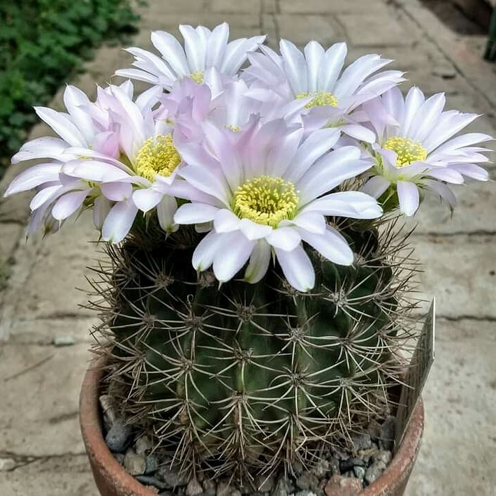 La coltivazione micronaturale di&nbsp;Acanthocalycium